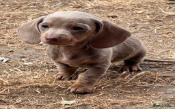 Miniature Dachshund dogs for sale: Beautiful Isabella dachshund puppies - Image 3