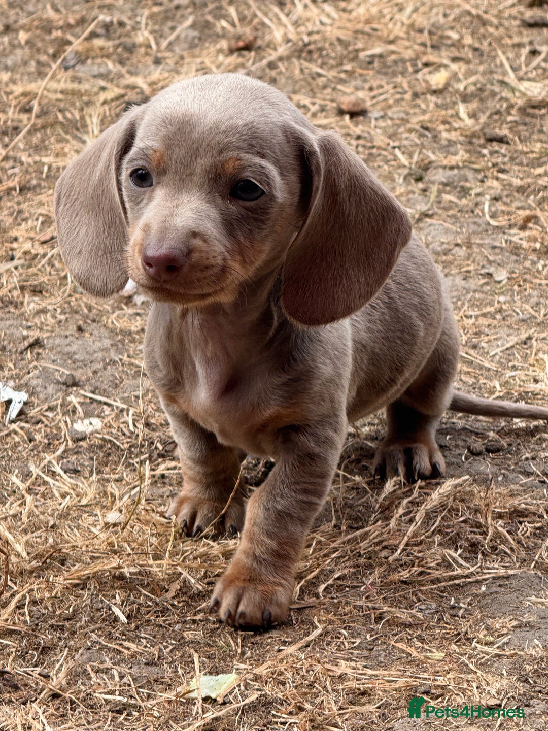 Miniature Dachshund dogs for sale: Beautiful Isabella dachshund puppies - Image 3
