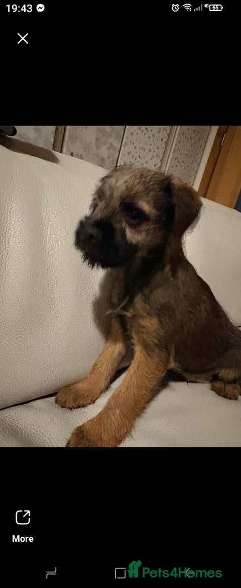 Border Terrier dogs Border terrier pups - Advert 2