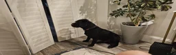 Labradoodle dogs for sale: Oscar FREE ADOPTION NOT £75  - Advert 15
