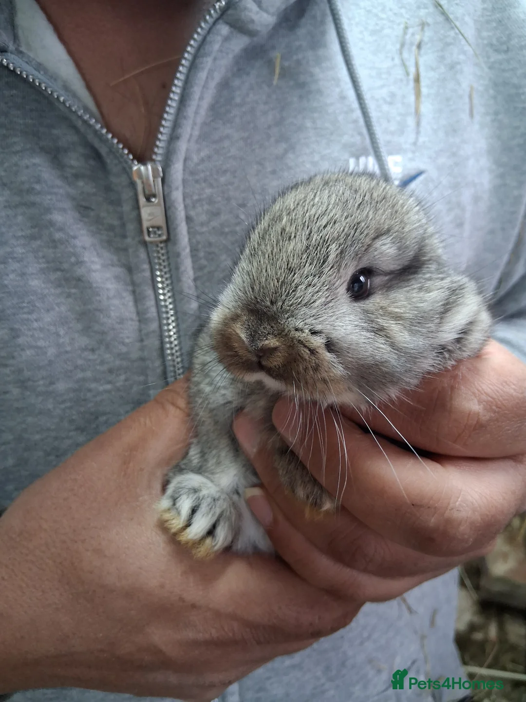 Mixed Breed rabbits for sale: Rabbits mixed in Feltham - Advert 2
