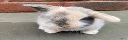 Mini Lop rabbits for sale: STUNNING PURE BRED MINI LOPS MUST SEE - Advert 21
