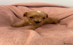 Cavapoo dogs for sale: Beautiful Ruby Cavapoos  - Advert 3