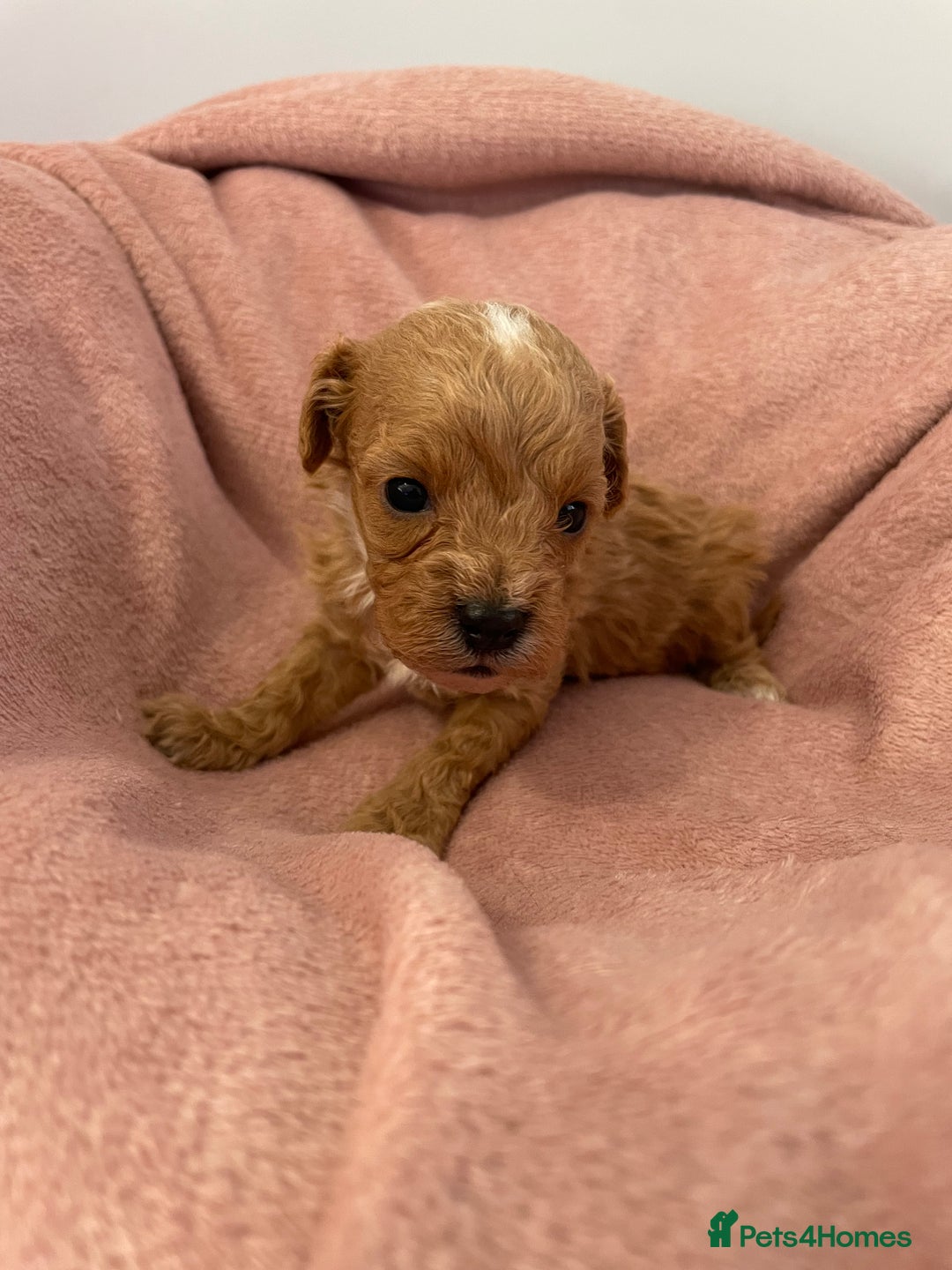 Cavapoo dogs for sale: Beautiful Ruby Cavapoos  - Advert 3