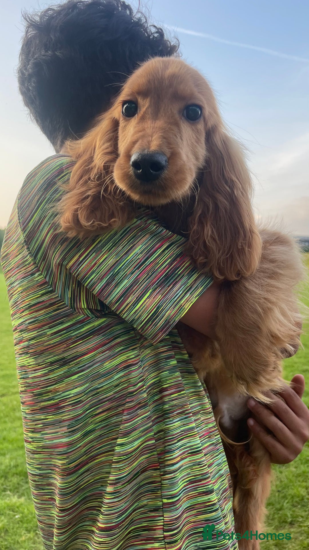 Cocker Spaniel dogs for sale: 😍Show Cocker Spaniel Pups Ready Now😍10 weeks old in Rochdale - Image 1