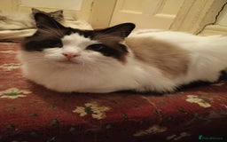 Ragdoll cats for sale: Pedigree Ragdoll BondingPair Adult Cats  - Image 2