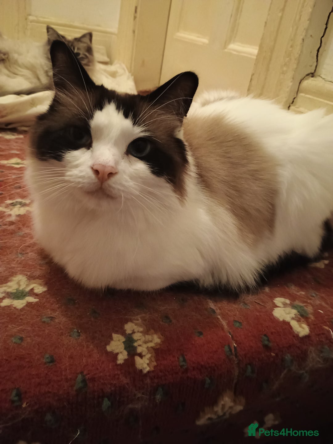 Ragdoll cats for sale: Pedigree Ragdoll BondingPair Adult Cats  - Image 2