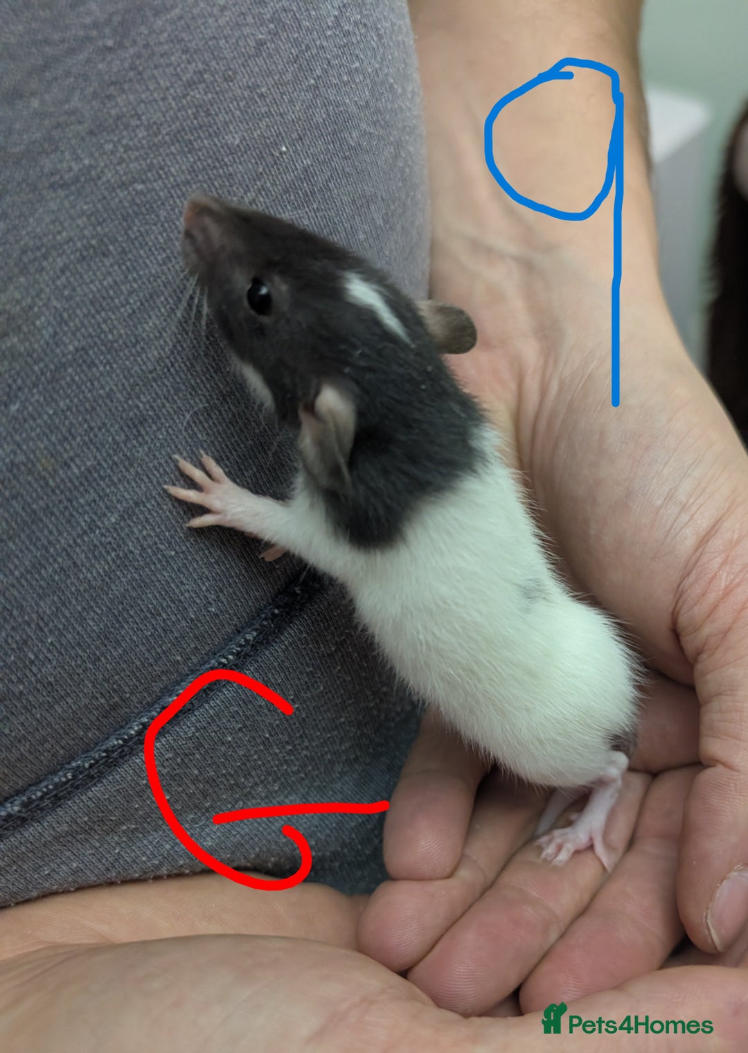 Rat rodents for sale: Dumbo baby Rats - Gorgeous colours  - Advert 1