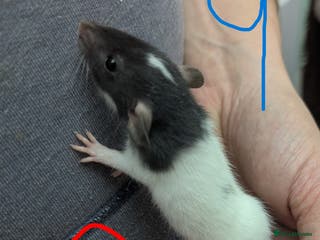 Rat rodents Dumbo baby Rats - Gorgeous colours - Advert 2