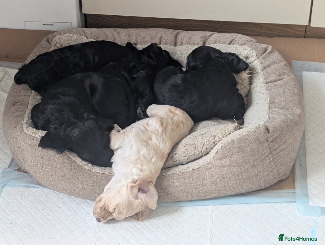 Cocker Spaniel dogs for sale: Working Cocker Spaniel puppies - Advert 22