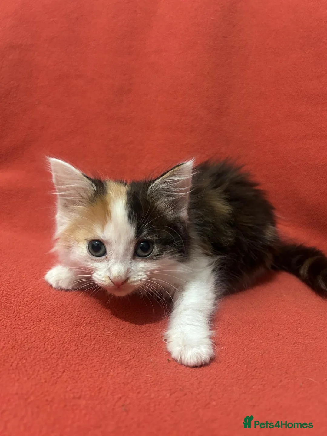 RagaMuffin cats for sale: Kittens for sale  - Advert 14