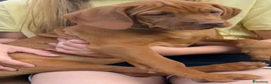 Hungarian Vizsla 1
