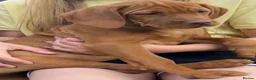 Hungarian Vizsla dogs for sale: ⭐️1 boy Available KC Hungarian Vizsla - Advert 23
