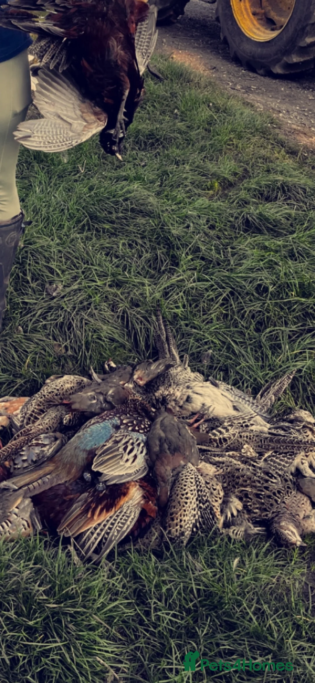 Cocker Spaniel dogs for stud: Proven Working Red Cocker Spaniel STUD - Advert 6