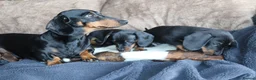 Miniature Dachshund dogs for sale: Beautiful miniature dachshund puppies  - Advert 24
