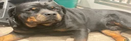 Rottweiler dogs for sale: KC registered rottweiler puppies - Advert 26