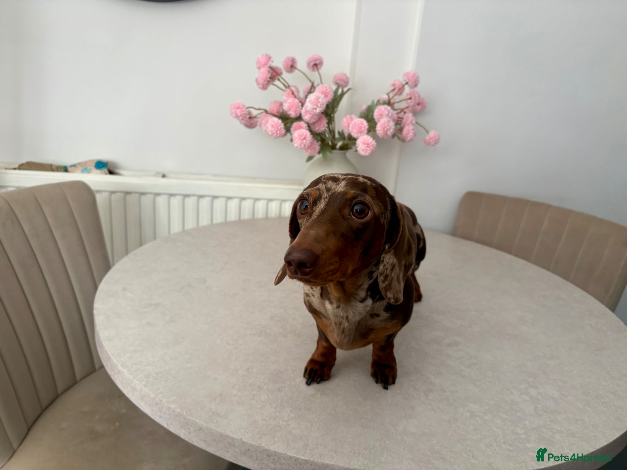 Miniature Dachshund dogs 🤎Romeo💛 STUD - Advert 1