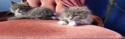 Mixed Breed cats for sale: Beautiful Grey & White Kittens – Boy and Girl in Crewe - Advert 2