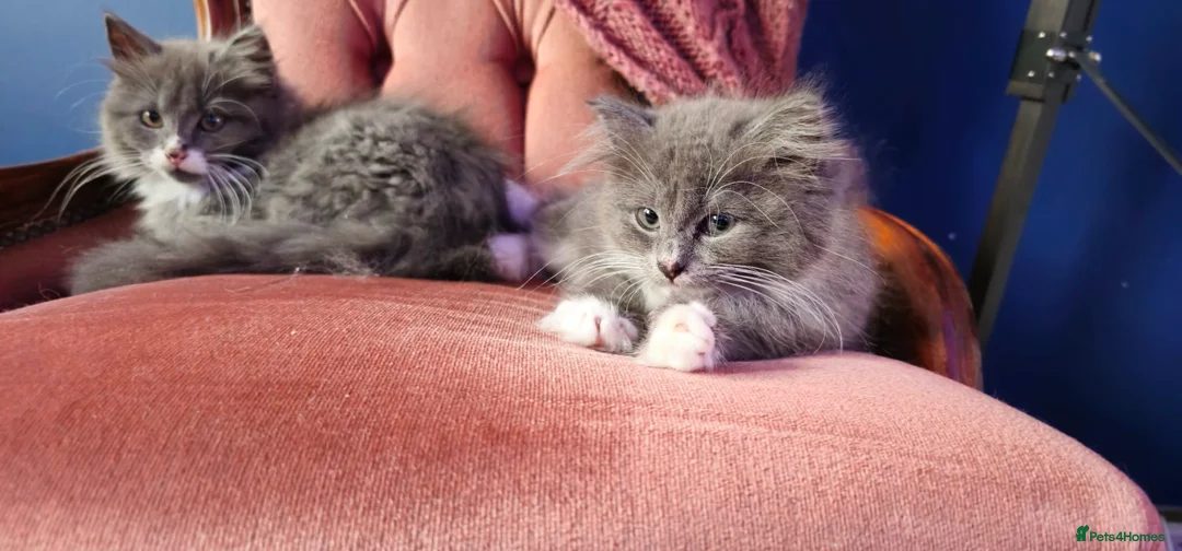 Mixed Breed cats for sale: Beautiful Grey & White Kittens – Boy and Girl in Crewe - Advert 2