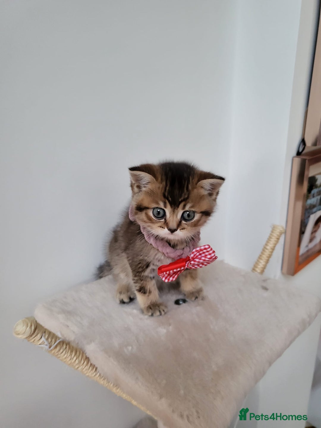 British Shorthair cats for sale:  **  **  **  ** BRITISH SHORTLY **  **  **  **   - Advert 16