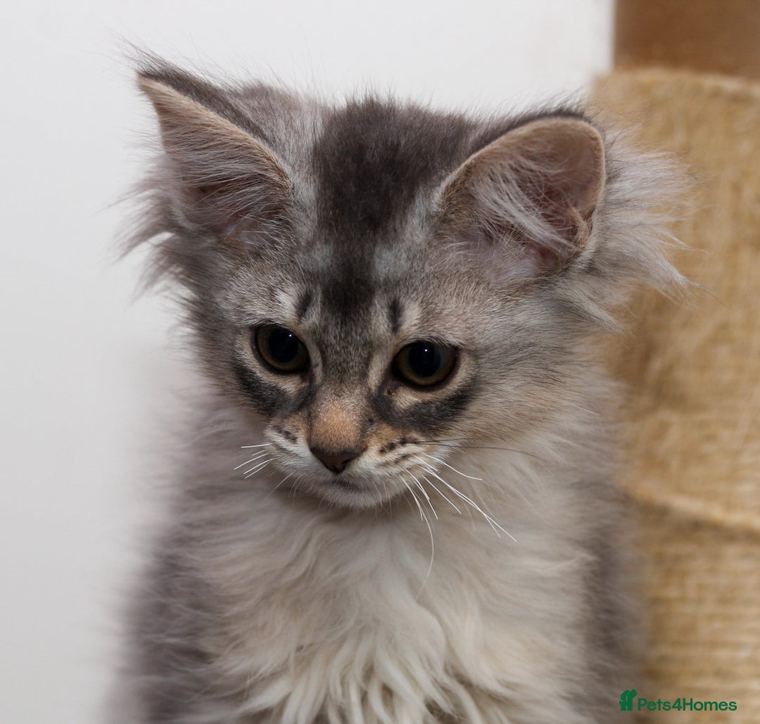 Somali cats for sale: Blue silver female Somali - Advert 6