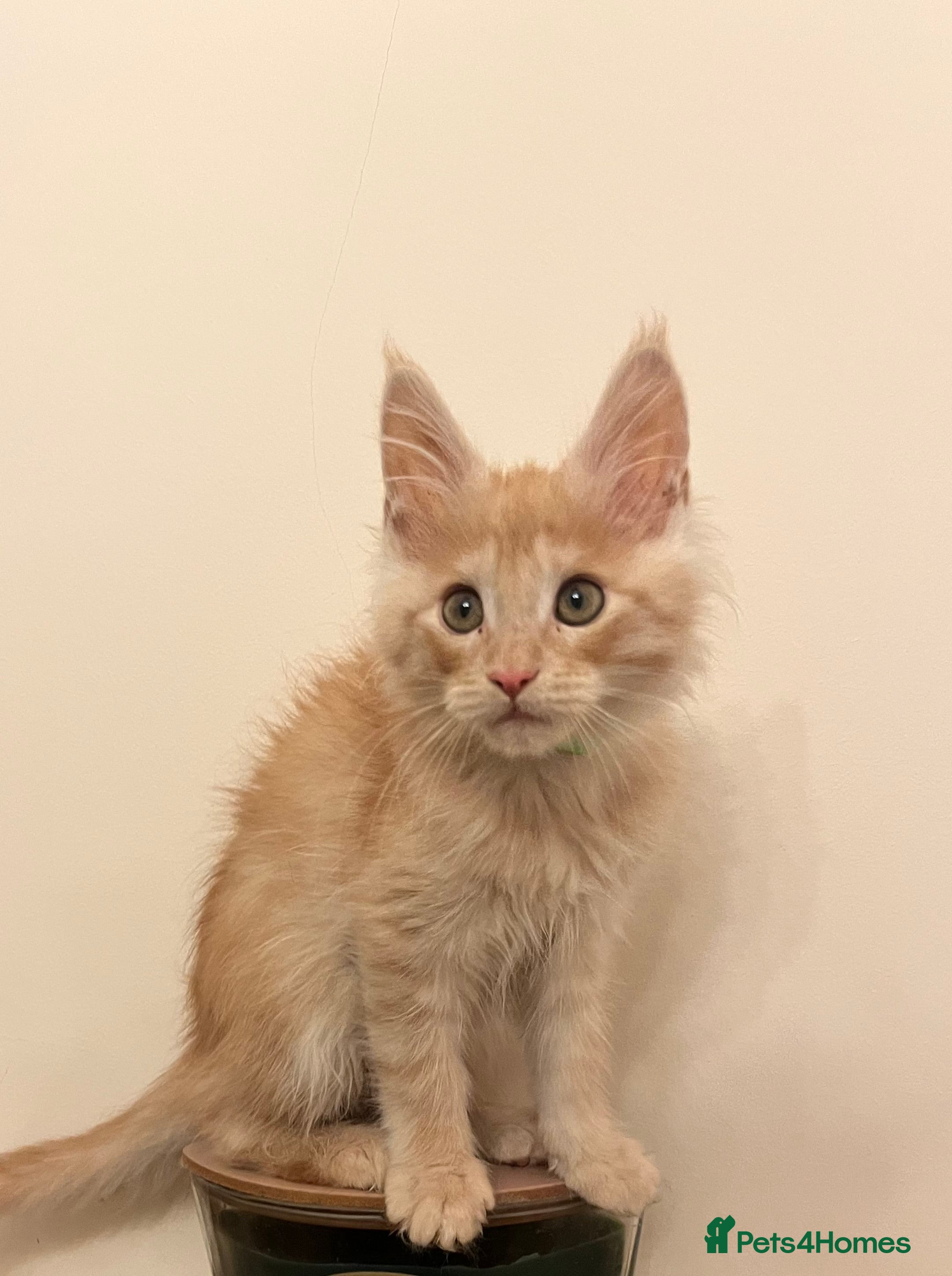 Maine Coon cats Pure Breed Pedigree Champion Linage ginger boys  in Redcar - Advert 4