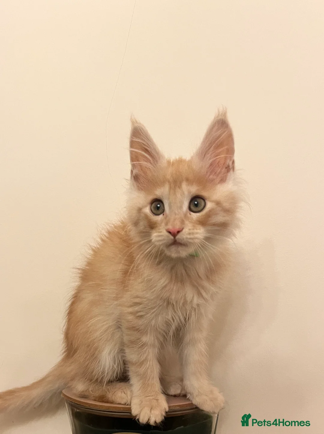 Maine Coon cats for sale: Pure Breed Pedigree Champion Lineage Ginger boys  - Advert 1