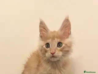 Maine Coon cats Pure Breed Pedigree Champion Linage ginger boys in Redcar - Advert 1