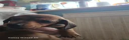 Dachshund dogs for sale: Minature daschund beautiful puppies - Advert 16
