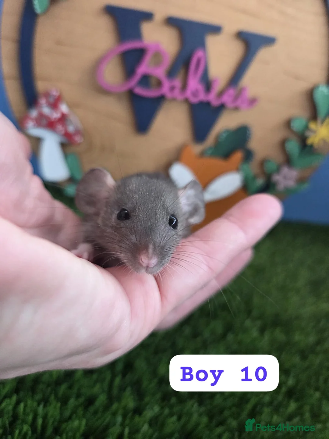 Rat rodents for sale: Dwarf Baby Rats Male Female Girls Boys  - Advert 16