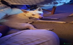 German Shepherd dogs for sale: Ghost 3yr old German Shepherd  - Image 7