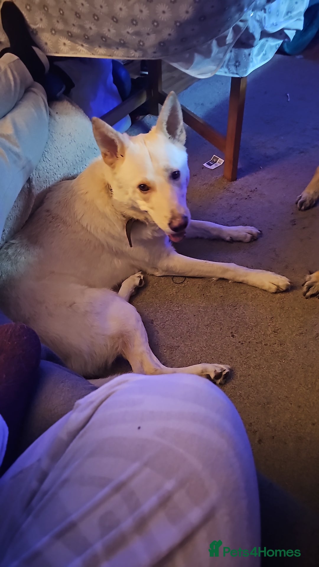 German Shepherd dogs for sale: Ghost 3yr old German Shepherd  - Image 7