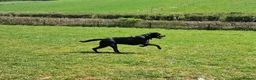 Labrador Retriever dogs for stud: KC 0/0 Hips/ Elbows, Health tested Labrador  - Advert 11