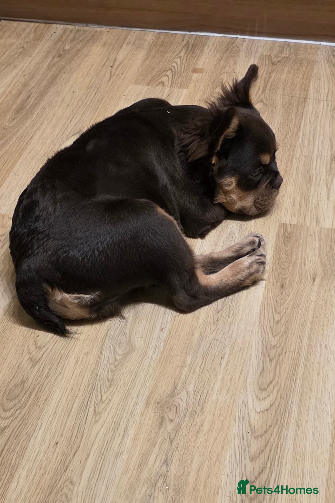 French Bulldog dogs for sale: French bulldog fluffy boy kc reg  - Image 5
