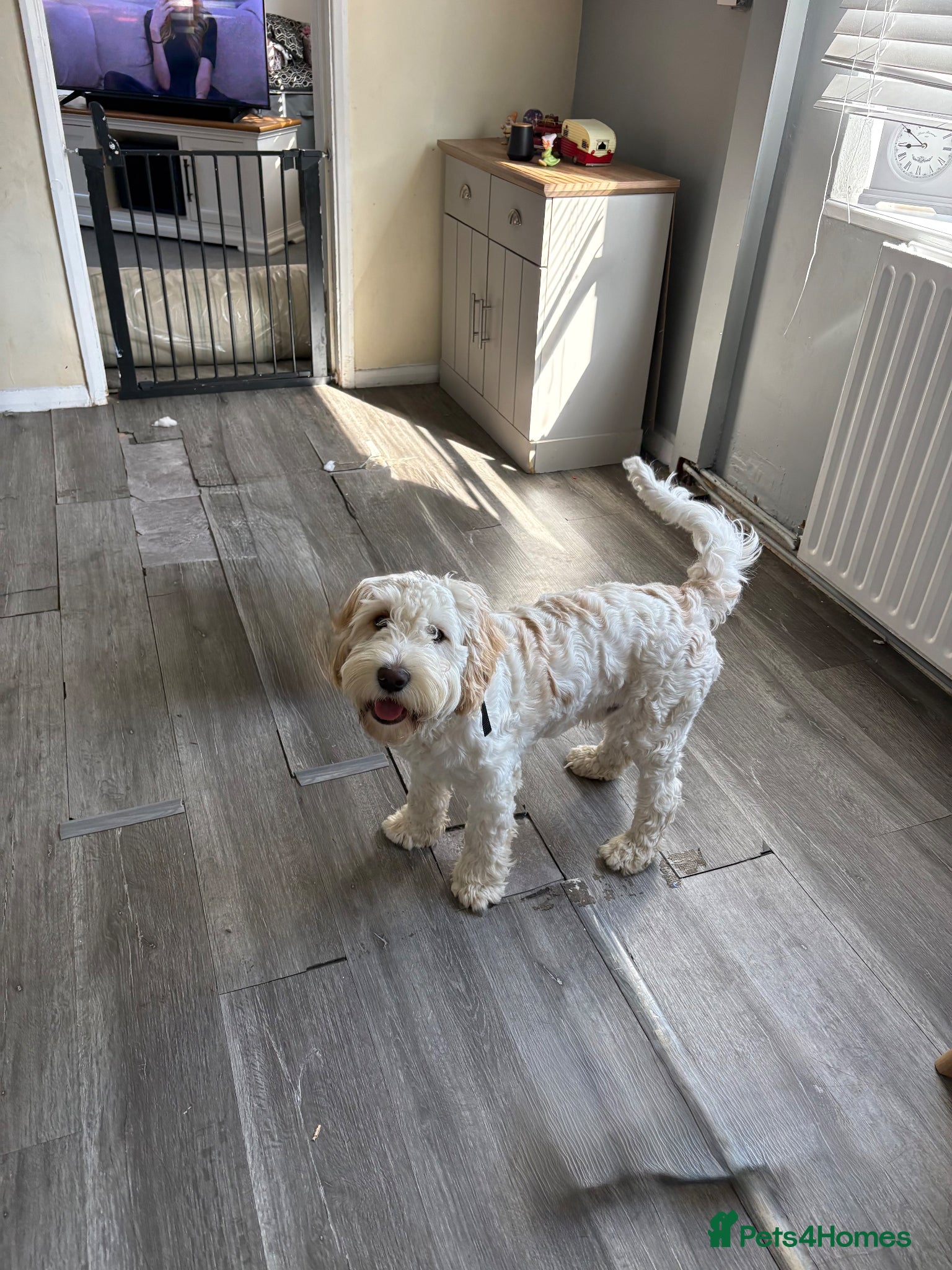 Cockapoo dogs 8 months old Male cockapoo  - Advert 5