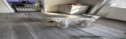 Cockapoo dogs for sale: 8 months old Male cockapoo  in Bognor Regis - Advert 1