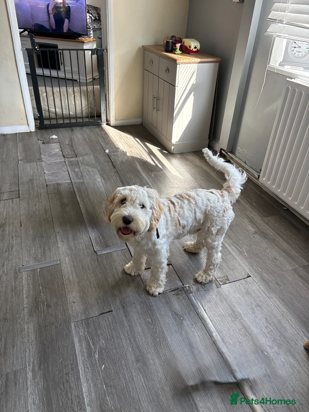 Cockapoo dogs for sale: 8 months old Male cockapoo  in Bognor Regis - Advert 1