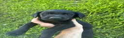 Labrador Retriever dogs for sale: Labrador Puppies in Shrewsbury - Advert 6