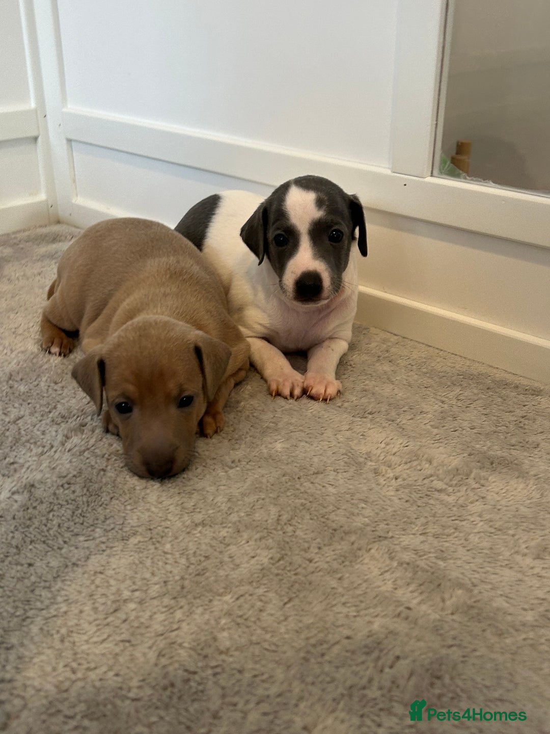 Italian Greyhound dogs for sale: Beautiful KC Reg Italian Greyhound puppies  - Advert 7