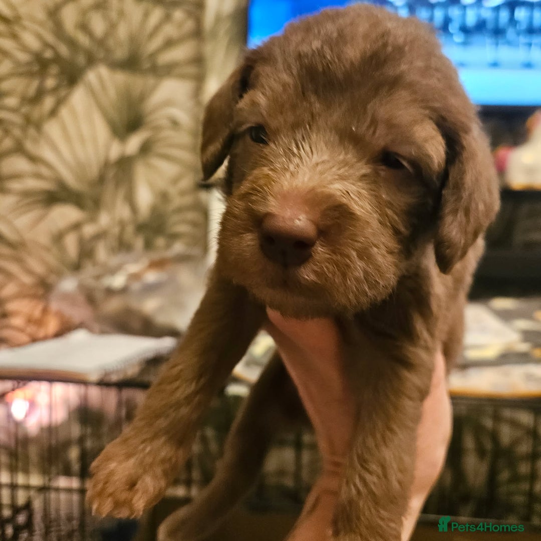 Bedlington Terrier dogs for sale: Bedlington whippet  - Advert 9