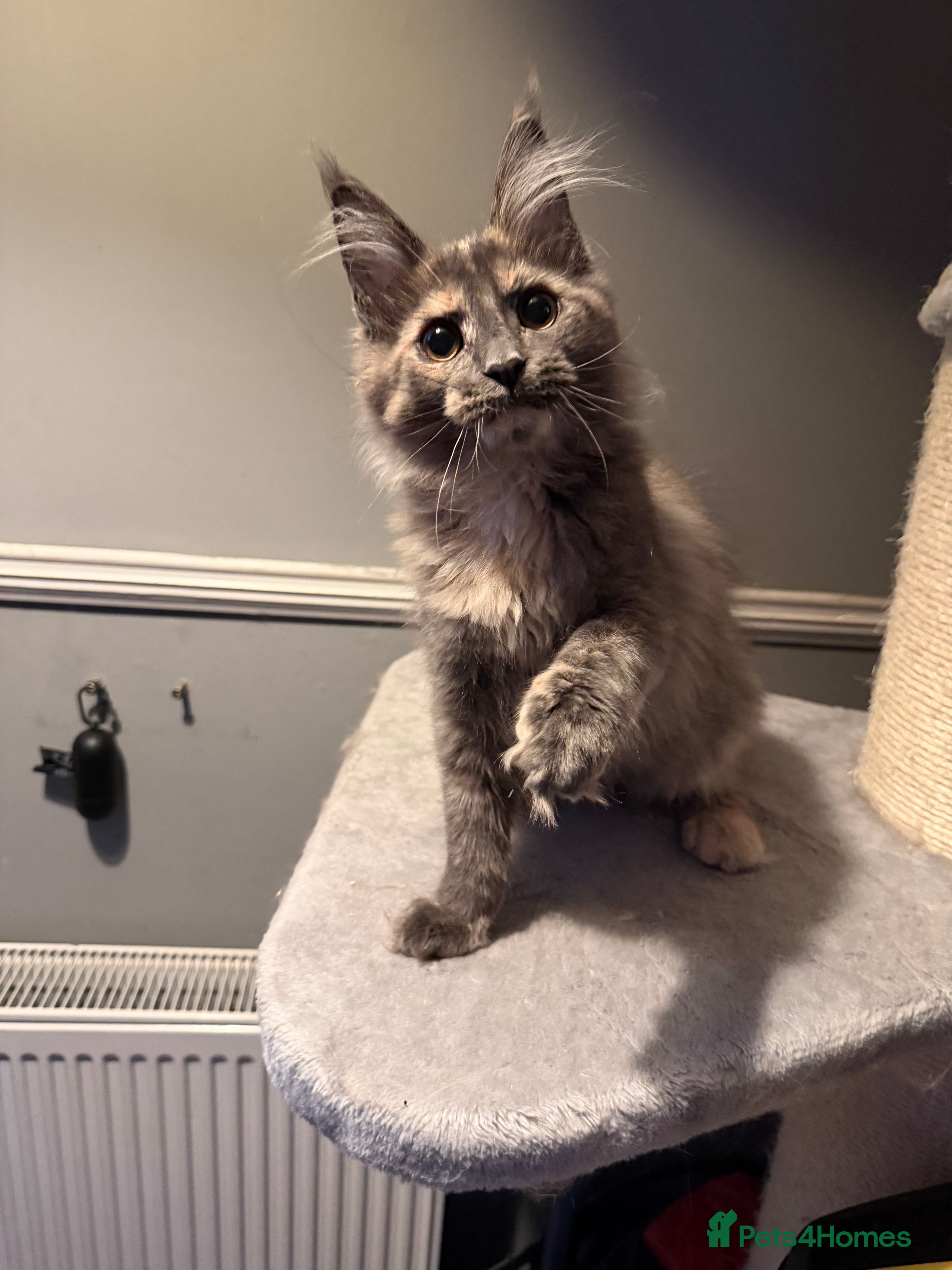 Maine Coon cats Tica registered Maine Coon kittens - Advert 2