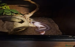Corn Snake reptiles for sale: Male corn snake and enclosure £150 - Image 3