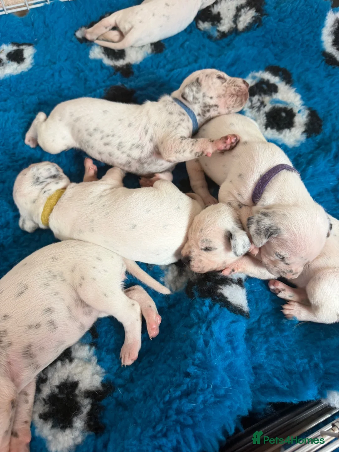Dalmatian dogs for sale: 🐾🏆Dalmatian puppies🏆🐾 - Advert 2