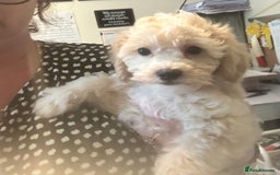 Cavapoochon dogs for sale: Fully DNA tested Cavapoochons  - Image 3
