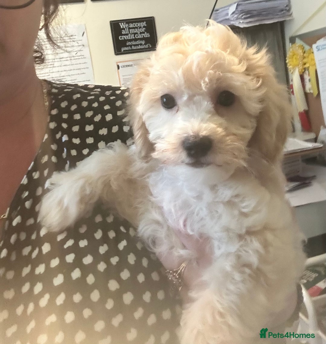 Cavapoochon dogs for sale: Fully DNA tested Cavapoochons  - Image 3