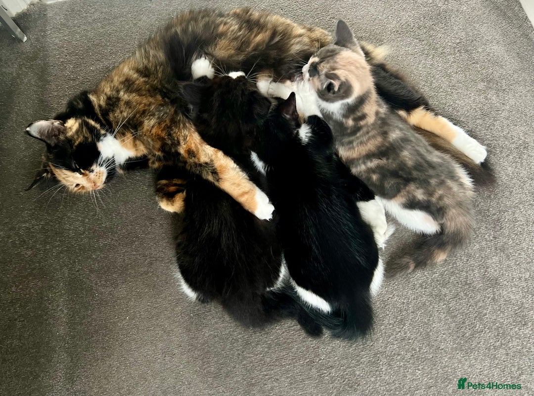 Norwegian Forest Cat cats for sale: Kittens with character  - Image 1