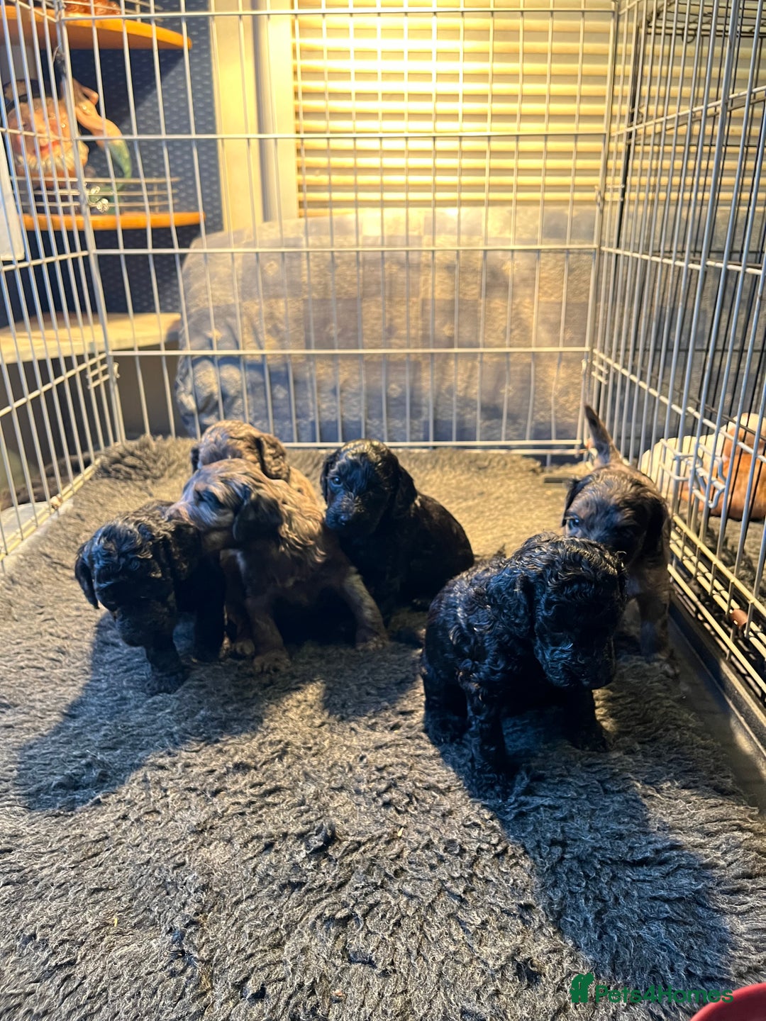 Cockapoo dogs for sale: 5 beautiful cockapoo puppies for sale - Advert 3