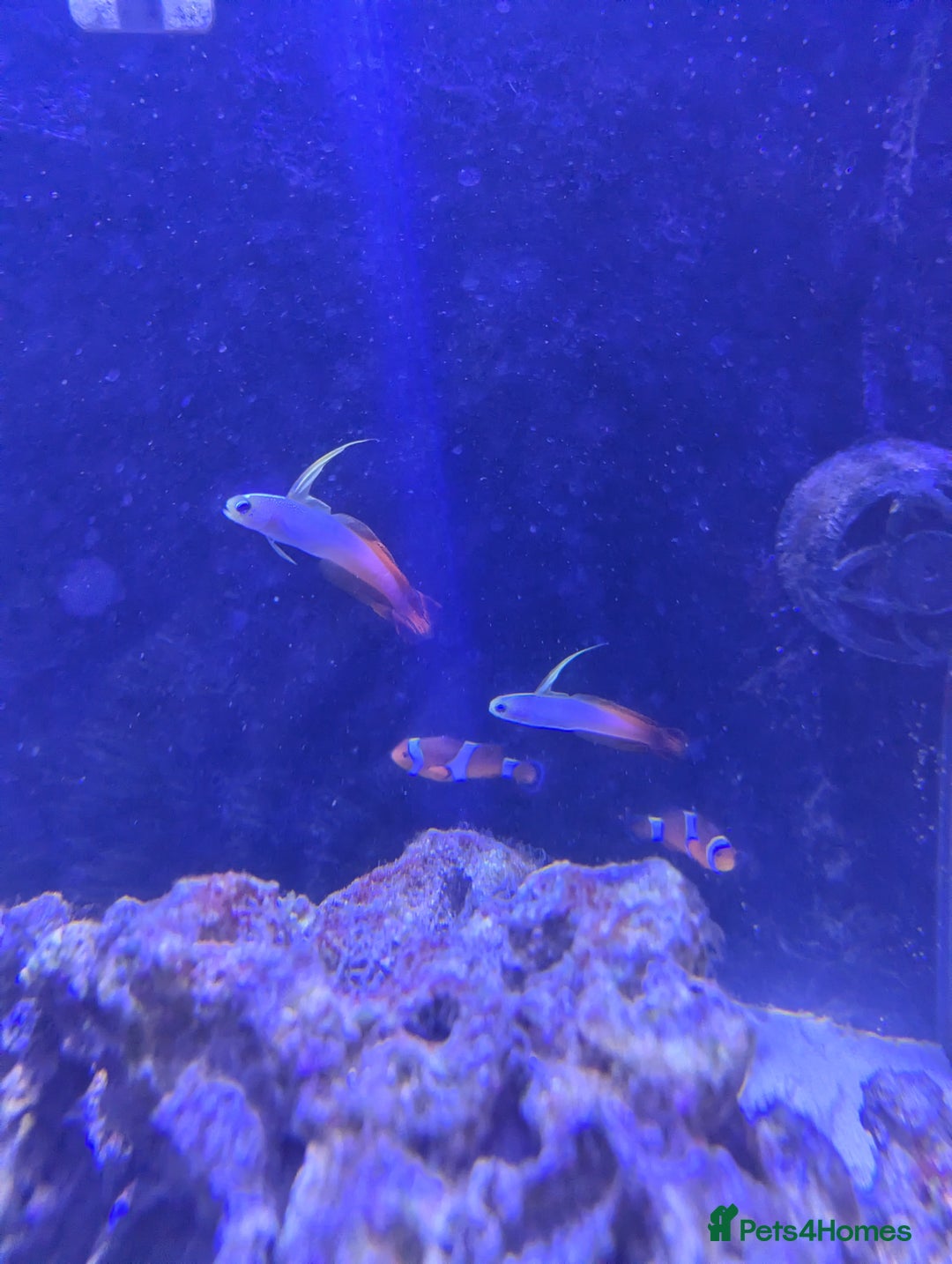 Butterfly Fish fish for sale: Marine fish  - Image 3