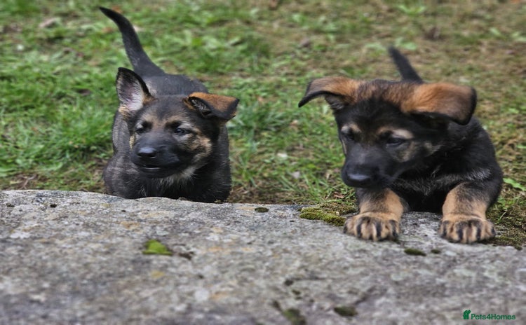 German Shepherd dogs - Advert 4