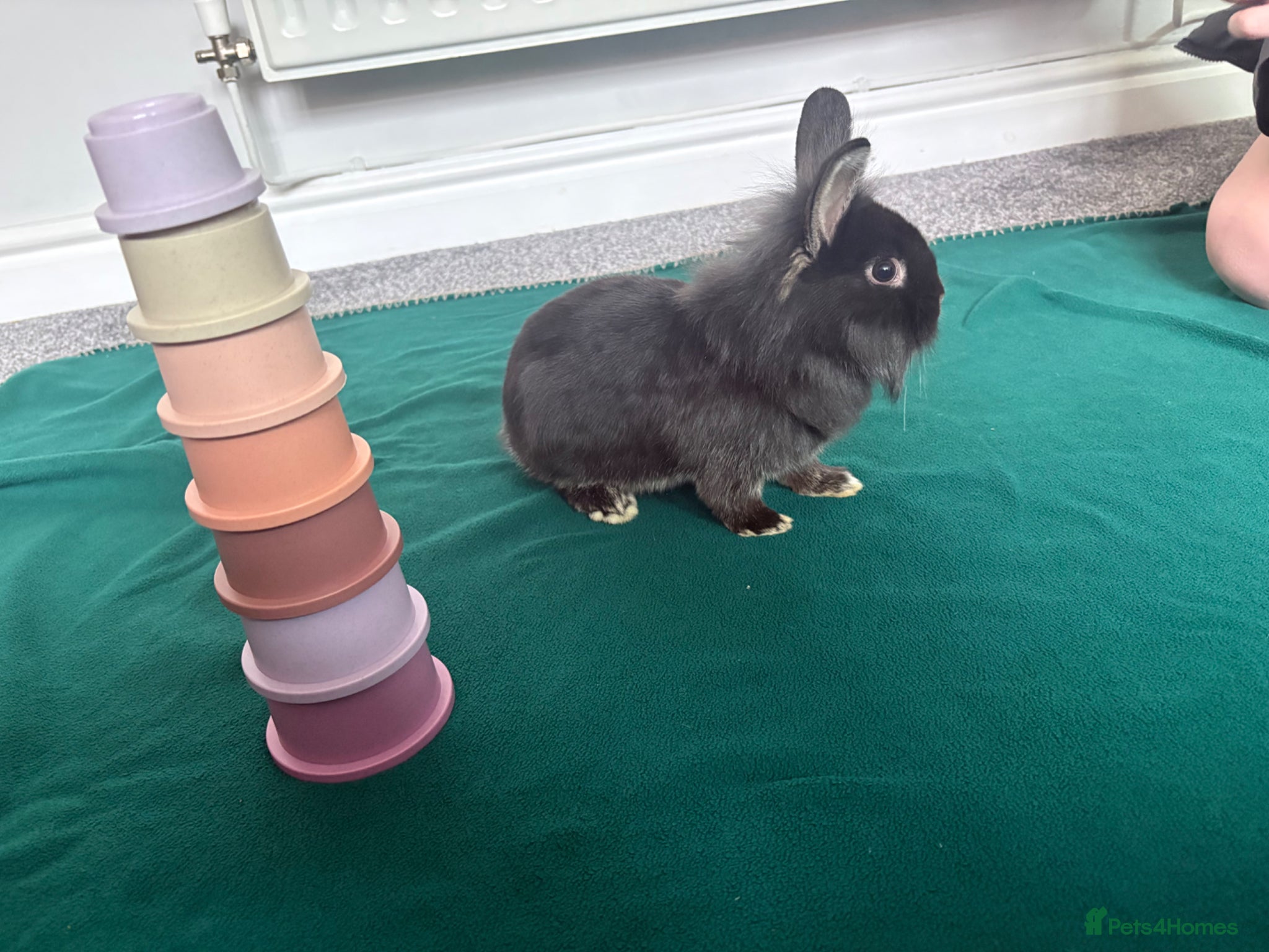Mixed Breed rabbits 2 boys for sale  - Advert 15